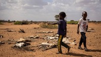Anak-anak berjalan di antara kambing mati yang tergeletak di pinggiran desa Eyrib. Afrika adalah wilayah yang berkontribusi paling sedikit terhadap pemanasan global, tetapi akan paling menderita karenanya.
