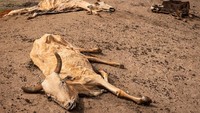 Sapi mati tergeletak di pinggir jalan dekat desa Kumuhumato, (9/12/2021) di Garissa County, Kenya. Daerah tersebut mengalami kurang dari sepertiga curah hujan normal sejak September.