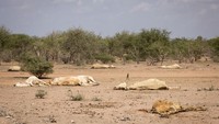 Sapi mati tergeletak di pinggiran desa Dahably, (9/12/2021) di Kabupaten Wajir, Kenya. Kekeringan yang berkepanjangan di timur laut negara itu telah menciptakan kekurangan makanan dan air.