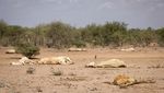 Potret Pilu Hewan-hewan Mati Akibat Kekeringan di Kenya