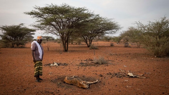 Kenya mengalami kekeringan parah yang kian mematikan. Akibatnya, mulai banyak hewan mati kekurangan makanan dan air. Selasa, (14/12/2021). (Photo by Ed Ram/Getty Images)