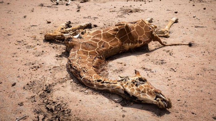 Kenya mengalami kekeringan parah yang kian mematikan. Akibatnya, mulai banyak hewan mati kekurangan makanan dan air. Selasa, (14/12/2021). (Photo by Ed Ram/Getty Images)