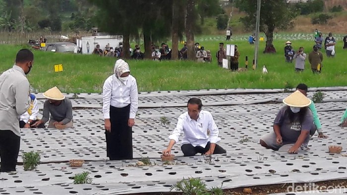 Presiden Jokowi ikut menanam bawang merah saat kunker di Temanggung, Selasa (14/12/2021).