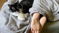 Menurut AFP, daftar binatang yang dilarang dalam aturan itu ialah buaya, kura-kura, ular, kadal, kucing, tikus, kelinci, anjing, monyet, dan hewan kotor lainnya. Getty Images/Vittorio Zunino Celotto