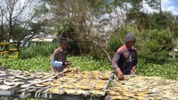 Ikan, Laut Selatan, Congot, Jogja, Nelayan
