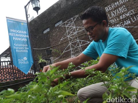 Kebun Sayur di Atap Masjid Bandung