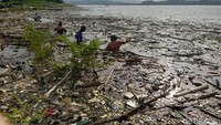 Seperti inilah lautan sampah yang memenuhi pesisir Waduk Jatigede saat musim hujan, Rabu (15/12/2021).