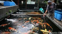 Menurut KKP, strategi yang dilakukan untuk mengakomodir peningkatan ikan hias, dengan memberdayakan raiser dan menjadikan sebagai pelayanan satu pintu untuk ikan hias.