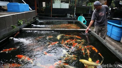 Menyapa Bisnis Ikan Hias yang Disebut Kebal Pandemi