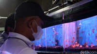 Bisnis ikan hias di tanah air saat masa pandemi semakin diminati lantaran memberikan manfaat positif, seperti mengurangi stress, menghilangkan jenuh dan therapeutic.