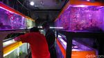 Menyapa Bisnis Ikan Hias yang Disebut Kebal Pandemi