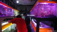 Artati mengungkapkan selama 2020, nilai ekspor ikan hias jenis Arwana Super Red ke Tiongkok mencapai 3,09 juta US dolar, diikuti oleh Taiwan 205,3 ribu US dolar dan Singapura 25,8 ribu US dolar. Kemudian nilai ekspor Arwana Jardini ke pasar Tiongkok mencapai USD34,9 ribu, diikuti oleh Malaysia 30,3 ribu US dolar dan Singapura 14,8 ribu US dolar.