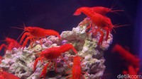 Penggemar ikan hias  terus meningkat, meski di tengah Pandemi Covid-19.