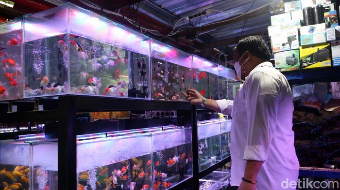 Potret Bisnis Ikan Hias yang Kebal Pandemi Di masa pandemi ikan hias makin diminati warga. Dirjen Daya Saing Produk Kelautan dan Perikanan KKP, Artati Widiarti menyebut terjadi peningkatan tren ikan hias selama pandemi.