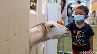 Kuda, Kelinci hingga Kambing Masuk Mal, Ada Apa?