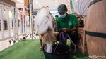 Kuda, Kelinci hingga Kambing Masuk Mal, Ada Apa?
