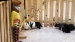 Kuda, Kelinci hingga Kambing Masuk Mal, Ada Apa?