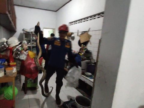 Damkar Kabupaten Bogor evakuasi ular piton sepanjang 2 meter yang ngumpet di toilet rumah warga.