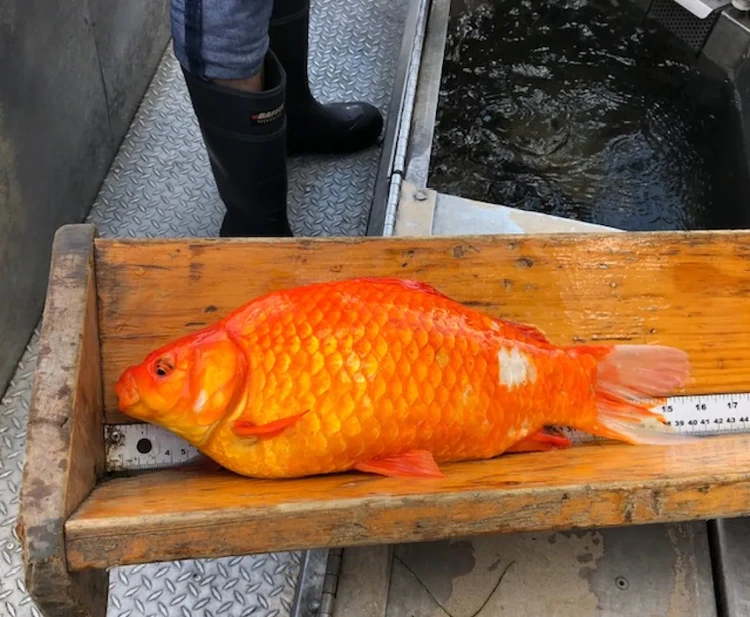 Ikan Mas Raksasa