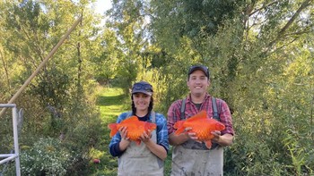 Ikan mas di sebagian negara dianggap sebagai hama yang mengganggu. Termasuk di Kanada ini di mana otoritas mewanti-wanti agar orang jangan sampai melepas ikan mas peliharaan ke alam liar, misalnya ke danau. Foto: Fisheries and Oceans Canada