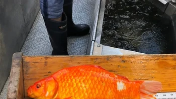 Selain mengganggu ikan lokal, ikan mas dapat turut menyebabkan penurunan kualitas air dengan mengacak-acak sedimen dan mencabut tanaman. Foto: Fisheries and Oceans Canada