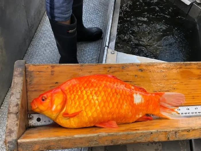 Ikan Mas Raksasa