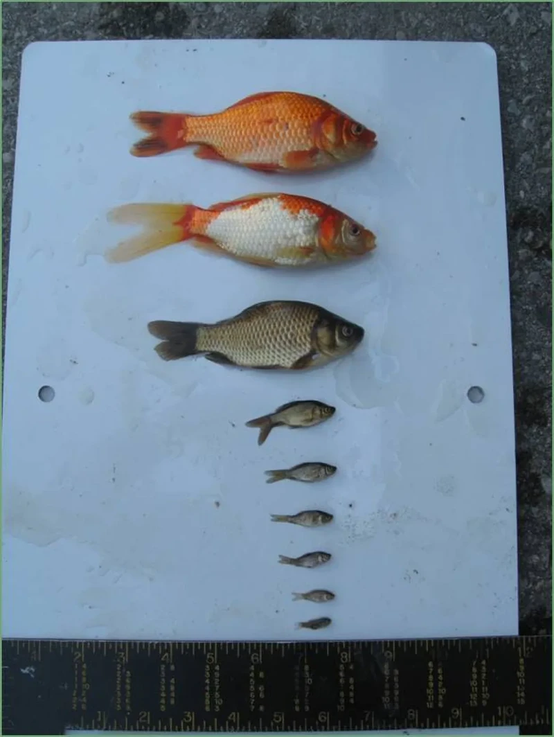 Ikan Mas Raksasa