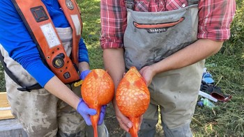 Pernah bertanya-tanya apa yang terjadi pada ikan mas koki peliharaan jika mereka berada di perairan kita? tulis lembaga Fisheries and Oceans Canada, sembari menunjukkan ikan mas koki raksasa tangkapan mereka di Twitter. Foto: Fisheries and Oceans Canada