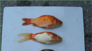 Rupanya banyak warga melepaskan ikan peliharaannya ke sana dan menimbulkan masalah. Foto: Fisheries and Oceans Canada