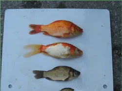 Ancaman Ikan Mas Raksasa Picu Perburuan Besar-besaran