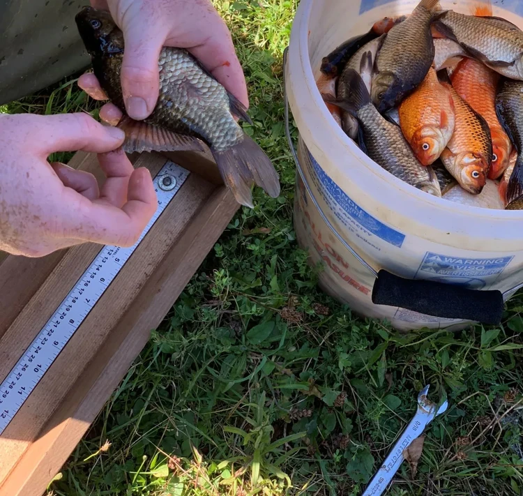 Ikan Mas Raksasa Ikan Mas Raksasa