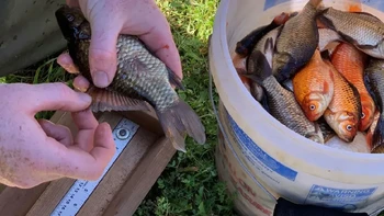 Ikan mas koki menjadi sangat besar karena perairan terbuka adalah habitat ideal bagi mereka untuk makan dan berkembang biak. Foto: Fisheries and Oceans Canada
