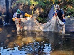 Ancaman Ikan Mas Raksasa Picu Perburuan Besar-besaran