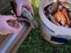 Ancaman Ikan Mas Raksasa Picu Perburuan Besar-besaran