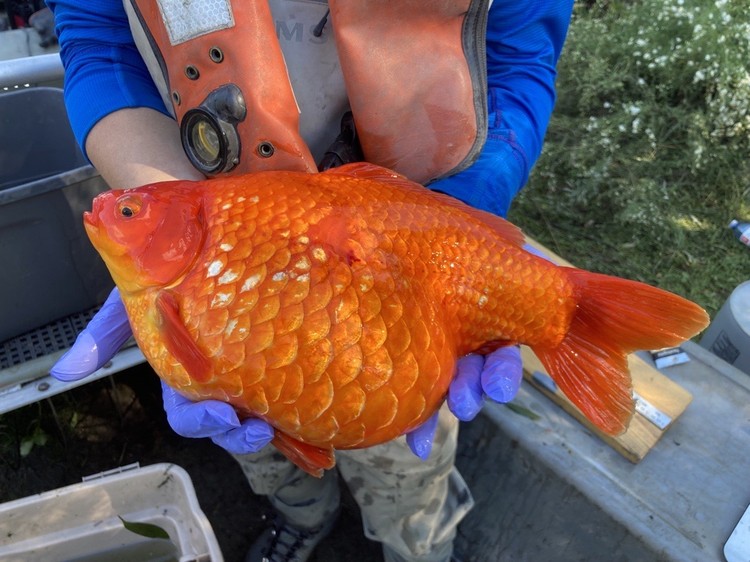 Ikan Mas Raksasa Ikan Mas Raksasa