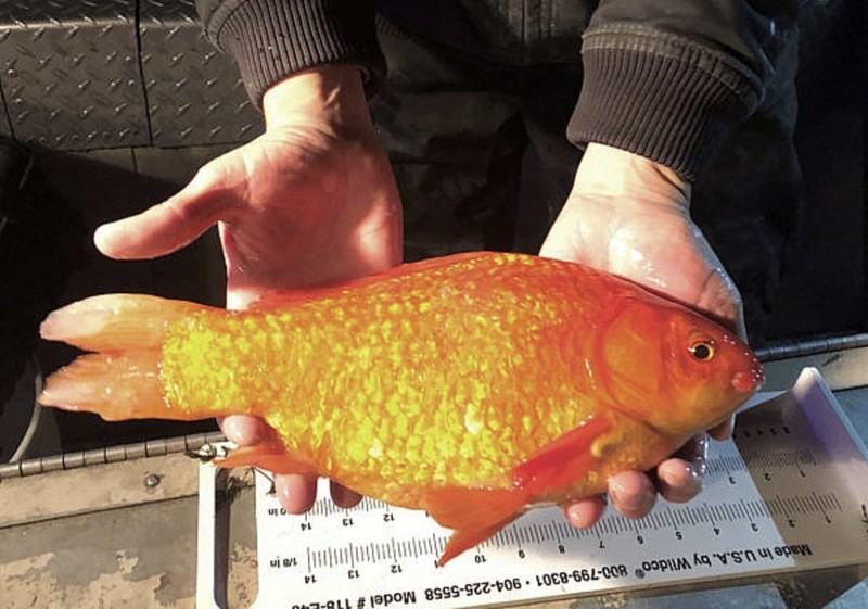 Ikan Mas Raksasa
