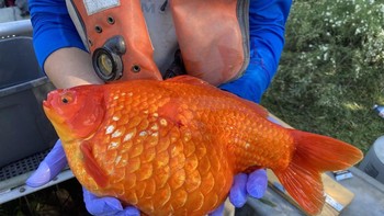 Belum lama ini, otoritas di Ontario menangkap ikan mas koki berukuran jumbo dari Teluk Hamilton Bay. Hal ini sebagai bagian dari penelitian dalam upaya mengendalikan populasi ikan mas di alam liar. Foto: Fisheries and Oceans Canada