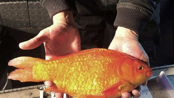 Ikan mas koki ini mampu bertahan di udara dingin dan tidak punya musuh alami. Maka mereka dengan mudah bisa melampaui populasi ikan lokal dan mengganggu habitatnya. Foto: Fisheries and Oceans Canada