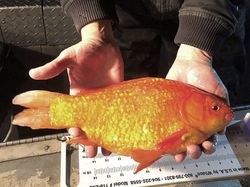 Ancaman Ikan Mas Raksasa Picu Perburuan Besar-besaran