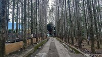 Kebun Jati Pancawati kerap dikunjungi wisatawan untuk berfoto. Memotret di tengah pepohonan jati nan indah memang jadi pesona utama. Foto: (Luthfi Hafidz/detikcom)