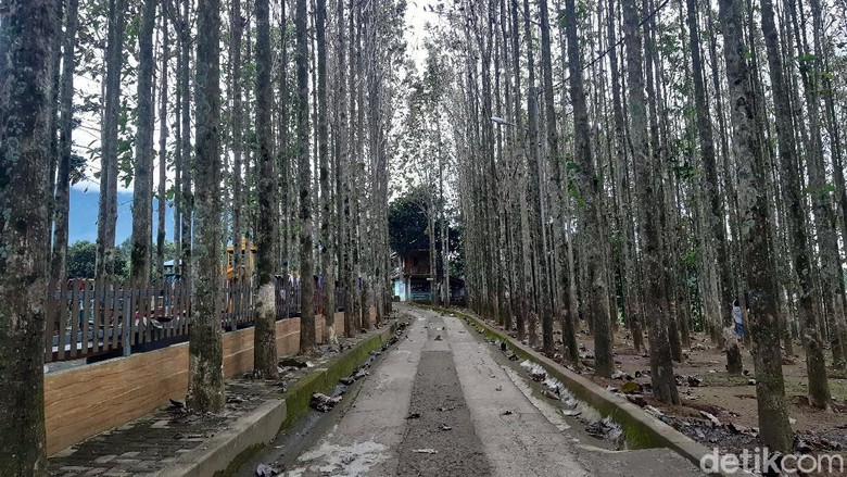 Kebon Jati Pancawati Bogor Kebon Jati Pancawati Bogor
