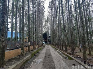 Adem Benerrr! Ini Kebun Jati Pancawati Bogor