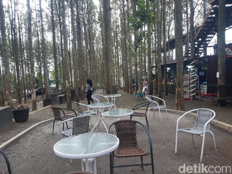 Segar Banget! Ini Potret Kebun Jati Hits di Bogor