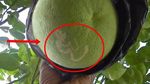 10 Makanan Berlafaz Allah SWT Ini Sempat Gegerkan Netizen