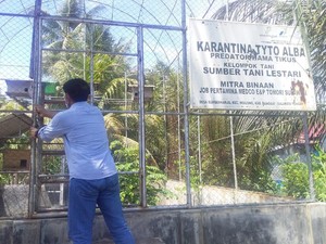 Cara Unik Petani di Banggai Usir Tikus Sawah & Melindungi Burung Hantu