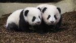 Foto: Aksi Gemas Bayi Kembar Panda di Kebun Binatang Prancis