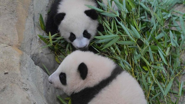 Dua bayi panda, Huanlili dan Yuandudu, lahir di Kebun Binatang Beauval, Prancis. Pada bulan-bulan pertama, mereka belum menunjukkan aksinya. (AFP)