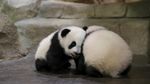 Foto: Aksi Gemas Bayi Kembar Panda di Kebun Binatang Prancis