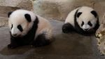 Foto: Aksi Gemas Bayi Kembar Panda di Kebun Binatang Prancis