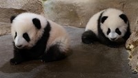 Si kembar ini masih terlihat canggung saat menjelajahi tempat tinggal mereka. Pada satu waktu mereka meluncur dan terpeleset. (Youtube Zooparc de Beauval)
